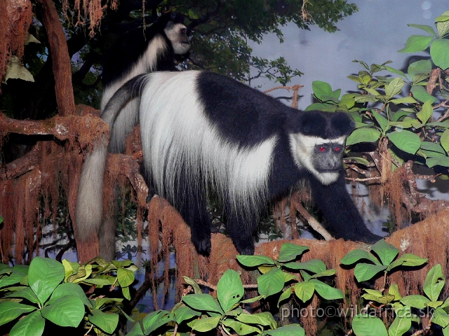 Picture 210.jpg - Eastern Black and White Colobus Monkey (Colobus guereza).